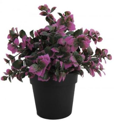 PIANTINA FOGLIE VIOLA