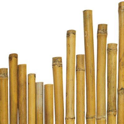 CANNA BAMBU' 24/26 CM 210